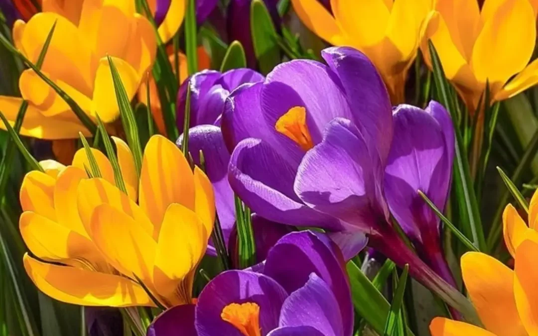 Nature. Beauty. Gratitude.