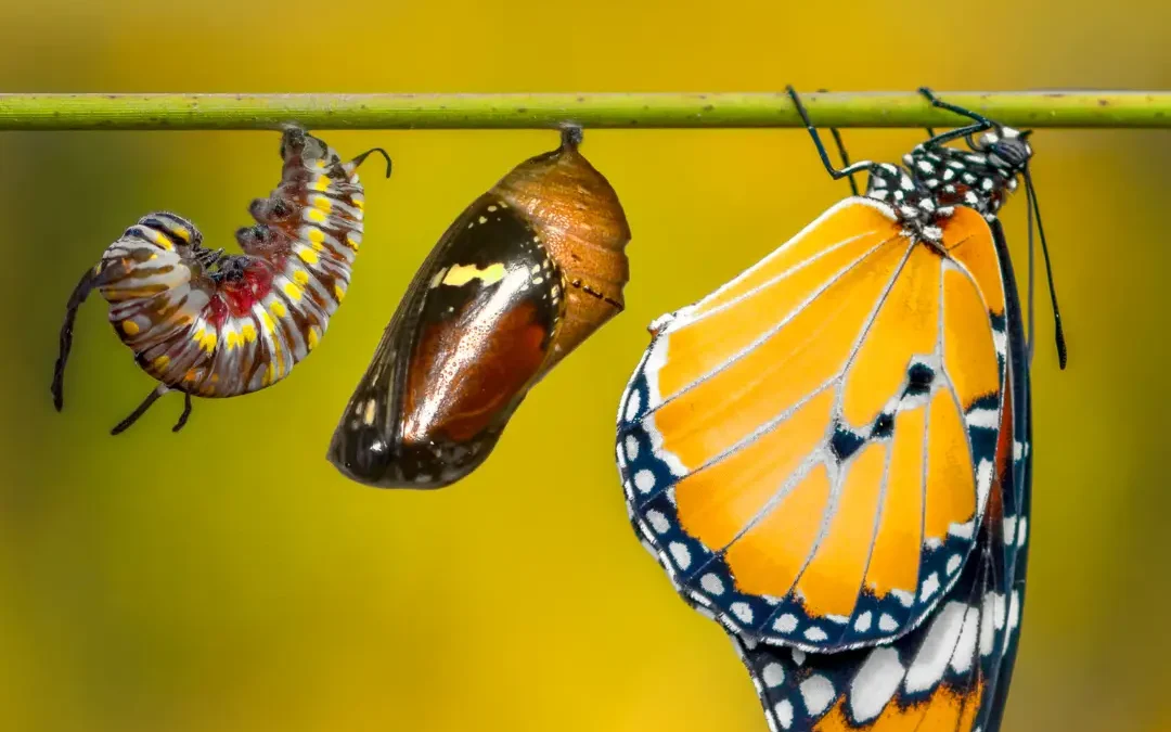 Celebrating Personal Growth and Transformation