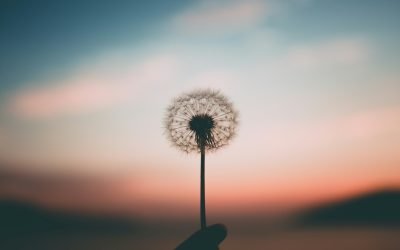 Finding Peace in the Chaos