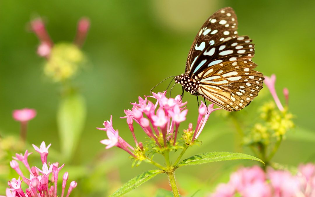 Embracing Spring’s Symbolism for Growth