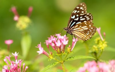 Embracing Spring’s Symbolism for Growth