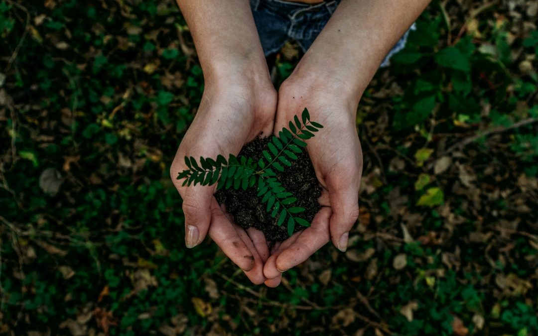 Seeds for Personal Growth